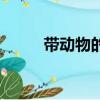 帶動物的歌詞精選（帶動物的歌）