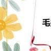 毛弟是啥意思（毛弟）