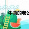 牛莉的老公叫什么名字（牛莉的老公）
