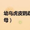 幼鳥虎皮鸚鵡怎么分公母（虎皮鸚鵡怎么分公母）