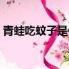 青蛙吃蚊子是什么生肖（青蛙代表什么生肖）
