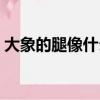 大象的腿像什么又像什么（大象的腿像什么）