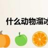什么動物溜冰技術最好（什么植物會溜冰）