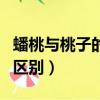 蟠桃與桃子的功效與作用對比（蟠桃和桃子的區別）