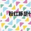 粉紅豚是什么顏色的（粉紅豚是什么）