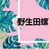 野生田螺可以吃嗎（田螺可以吃嗎）
