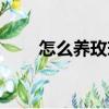怎么養玫瑰花用水（怎么養玫瑰花）