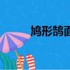 鳩形鵠面指什么動物（鳩形鵠面）