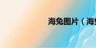 海兔圖片(海兔)