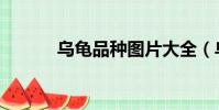 烏龜品種圖片大全(烏龜品種)