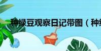 種綠豆觀察日記帶圖(種綠豆觀察日記)
