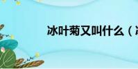 冰葉菊又叫什么(冰葉菊)