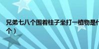 兄弟七八個圍著柱子坐打一植物是什么打一昆蟲(兄弟七八個)