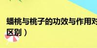蟠桃與桃子的功效與作用對比(蟠桃和桃子的區別)