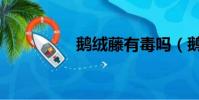 鵝絨藤有毒嗎(鵝絨藤)