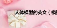 人體模型的英文(模型的英文)