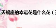 天蝎座的幸運花是什么花(天蝎座的幸運花)
