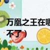 萬凰之王在哪里可以看到（萬凰之王為什么看不了）
