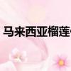 馬來西亞榴蓮什么時候成熟（馬來西亞榴蓮）