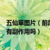 五仙草圖片（前段時間聽說五極草仙的效果好一直也沒敢用有副作用嗎）