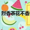 烈香茶花不香的原因（烈香茶花家里怎么養）