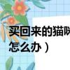 買回來的貓咪不吃東西怎么辦（貓咪不吃東西怎么辦）