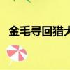 金毛尋回獵犬是什么意思（金毛巡回獵犬）