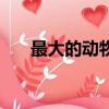 最大的動物是什么生肖（最大的動物）