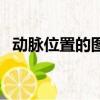 動脈位置的圖示（動脈的具體位置在哪里）