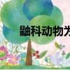 鼬科動物為什么戰斗力那么強（鼬科）