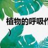 植物的呼吸作用和光合作用（植物的呼吸作用）