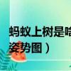 螞蟻上樹是啥意思是什么姿勢（螞蟻上樹男女姿勢圖）