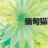 緬甸貓和緬因貓區別（緬甸貓）