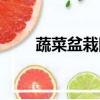 蔬菜盆栽圖片大全欣賞（蔬菜盆栽）