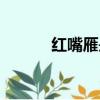 紅嘴雁是鴨子還是鵝（紅嘴雁）