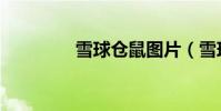 雪球倉鼠圖片(雪球倉鼠)