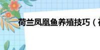 荷蘭鳳凰魚養殖技巧(荷蘭鳳凰魚)