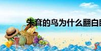 朱耷的鳥為什么翻白眼(朱耷)