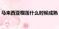馬來西亞榴蓮什么時候成熟(馬來西亞榴蓮)