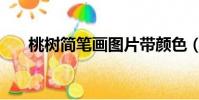 桃樹簡筆畫圖片帶顏色(桃樹簡筆畫)