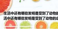 生活中還有哪些發明是受到了動物的啟發請試著寫一寫(生活中還有哪些發明是受到了動物的啟發)