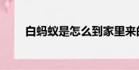 白螞蟻是怎么到家里來的(白螞蟻)