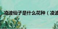 凌波仙子是什么花種(凌波仙子是什么花)