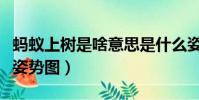 螞蟻上樹是啥意思是什么姿勢(螞蟻上樹男女姿勢圖)