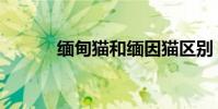 緬甸貓和緬因貓區別(緬甸貓)