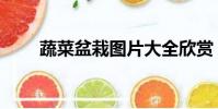 蔬菜盆栽圖片大全欣賞(蔬菜盆栽)