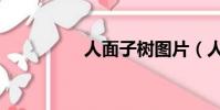 人面子樹圖片(人面子)