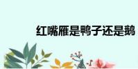 紅嘴雁是鴨子還是鵝(紅嘴雁)