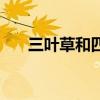 三葉草和四葉草（四葉草象征著什么）