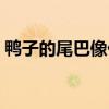 鴨子的尾巴像什么比喻（鴨子的尾巴像什么）